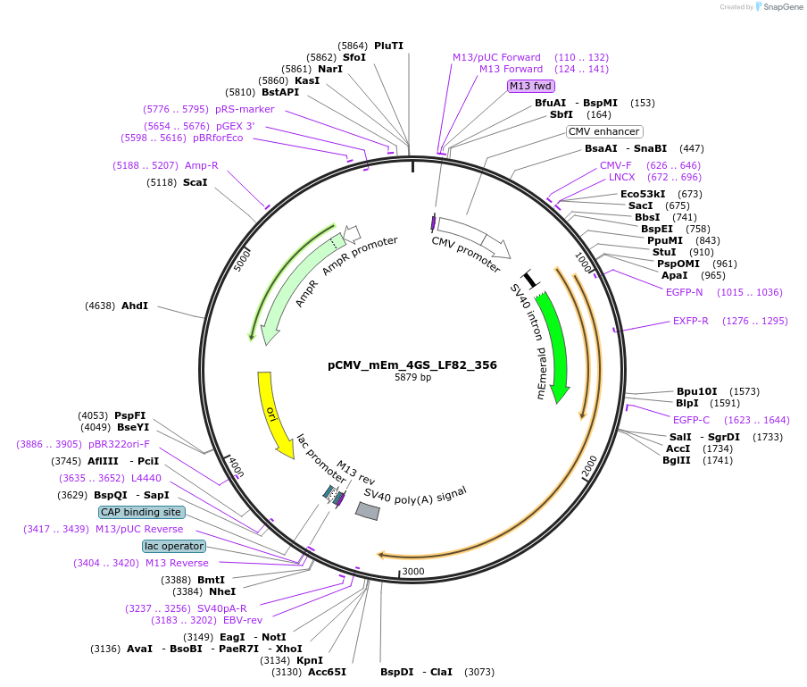 100496-plasmid-map-sequence-id-212755