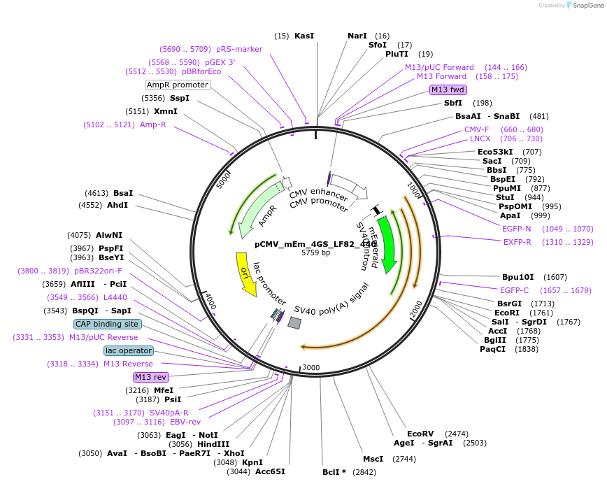 100497-plasmid-map-sequence-id-212758