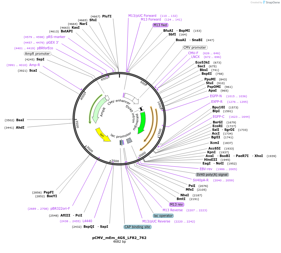 100499-plasmid-map-sequence-id-212759
