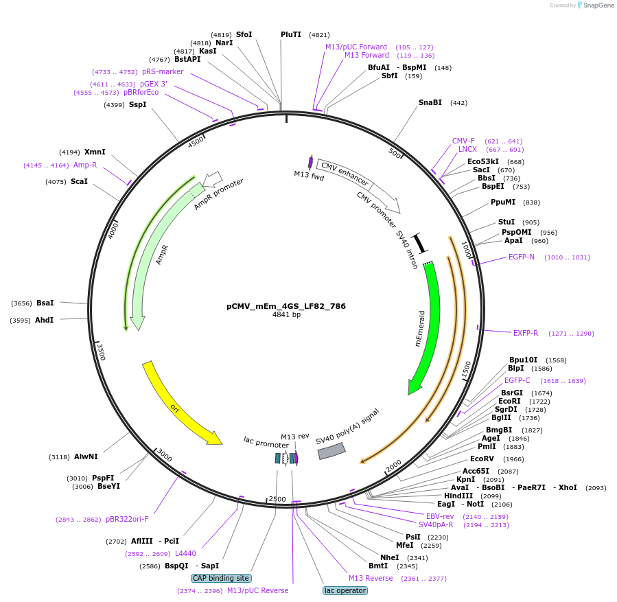 100500-plasmid-map-sequence-id-212760