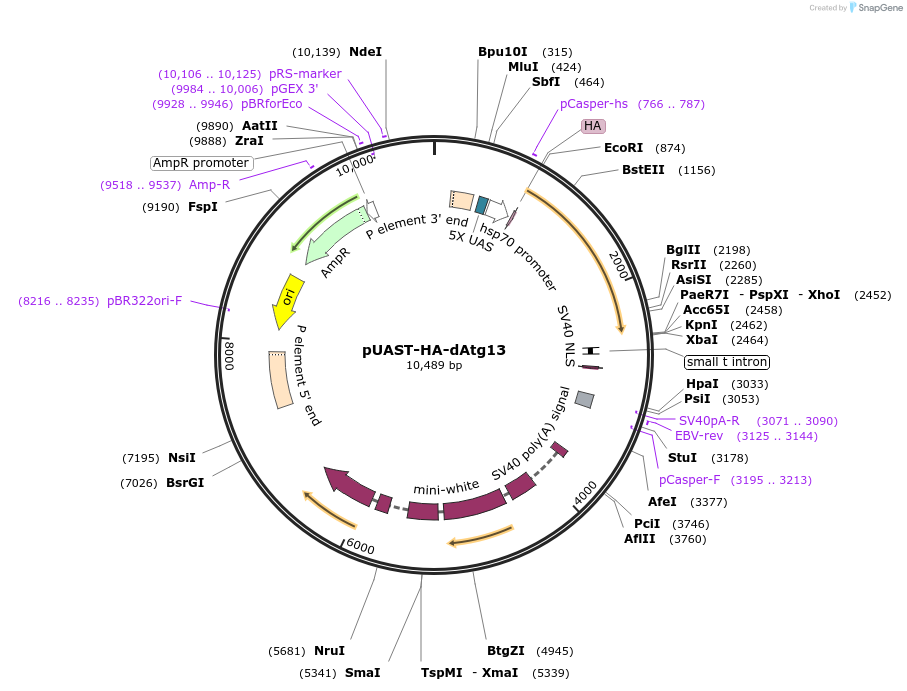 111802-plasmid-map-sequence-id-212762