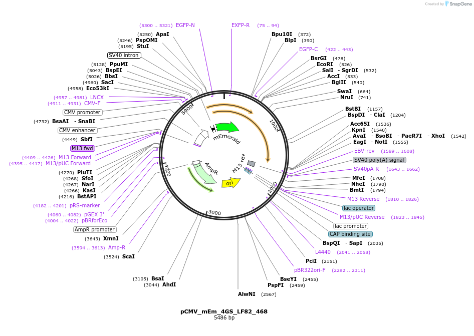 100502-plasmid-map-sequence-id-212777