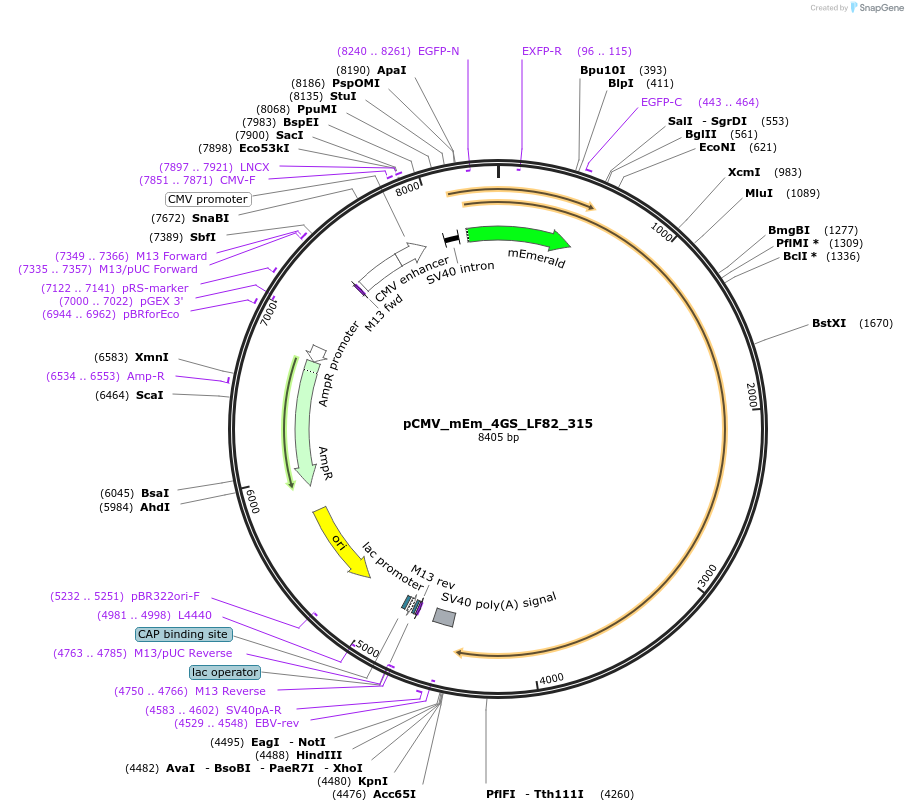 100505-plasmid-map-sequence-id-212780