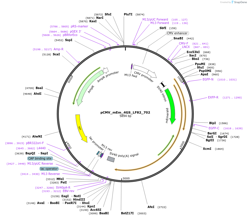 100473-plasmid-map-sequence-id-212781
