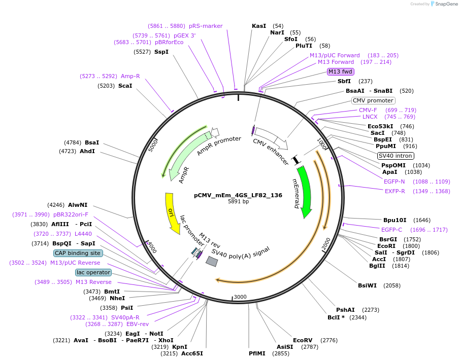 100495-plasmid-map-sequence-id-212783