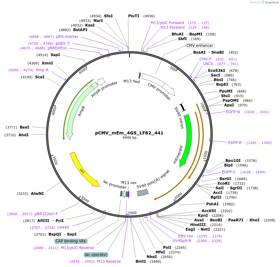 100498-plasmid-map-sequence-id-212784