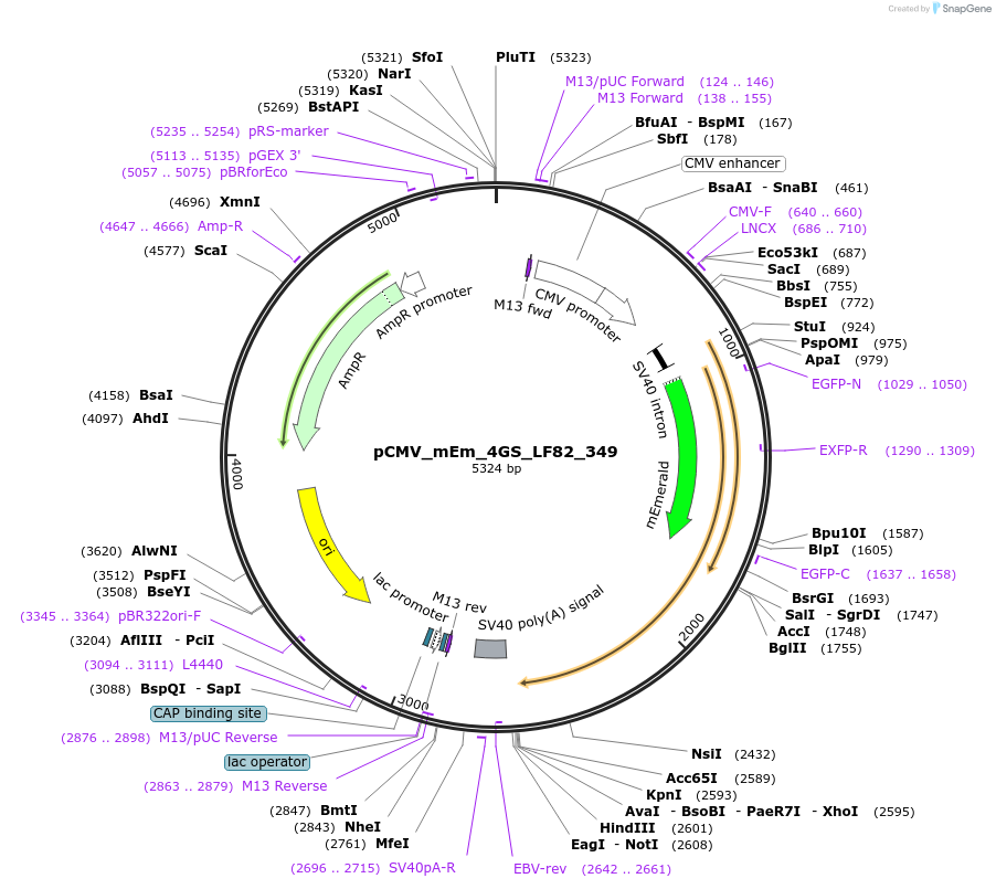 100506-plasmid-map-sequence-id-212786