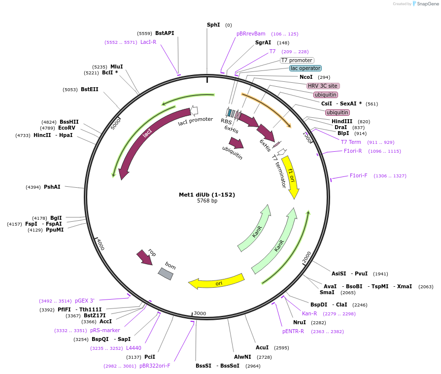 110766-plasmid-map-sequence-id-212799