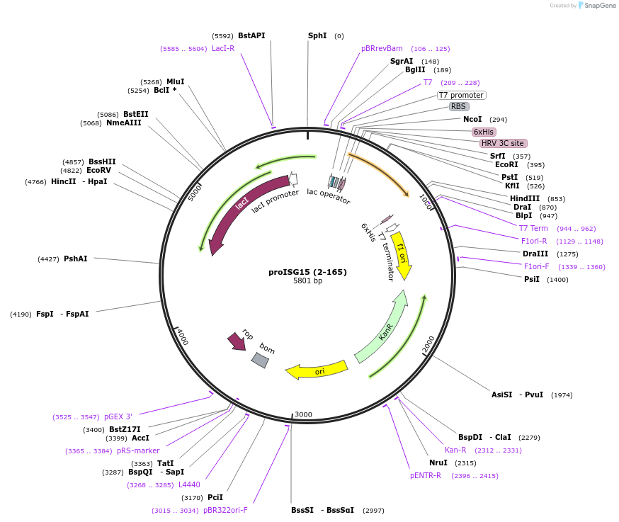 110762-plasmid-map-sequence-id-212805