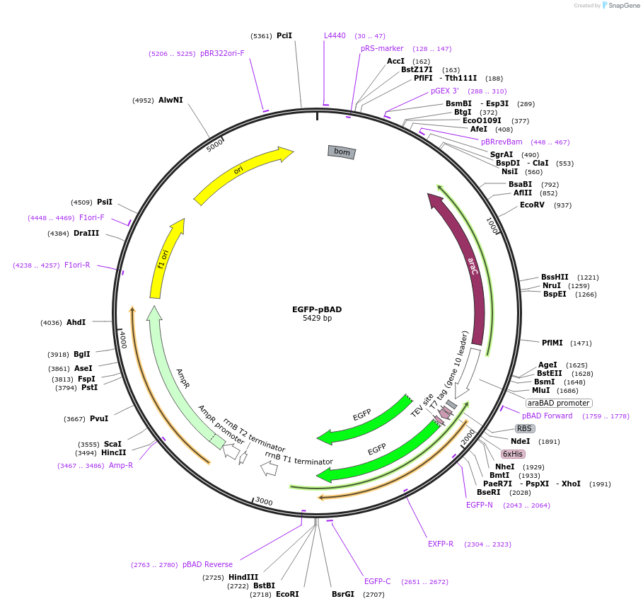 54762-plasmid-map-sequence-id-212808
