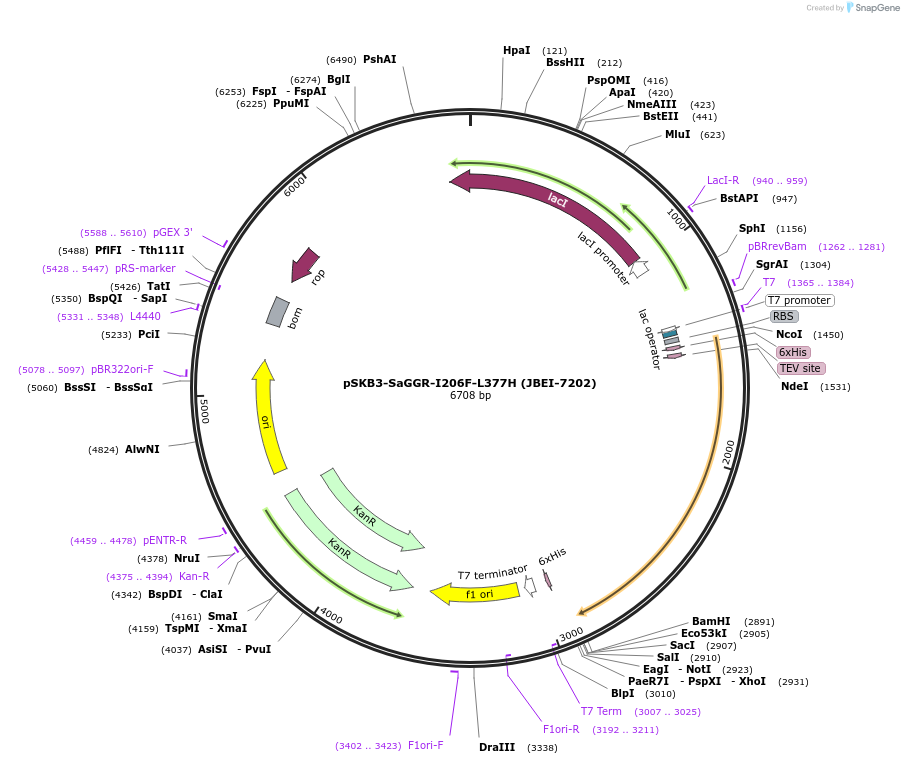 110152-plasmid-map-sequence-id-212809