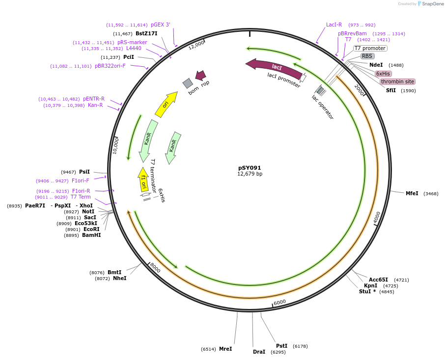 110068-plasmid-map-sequence-id-212814