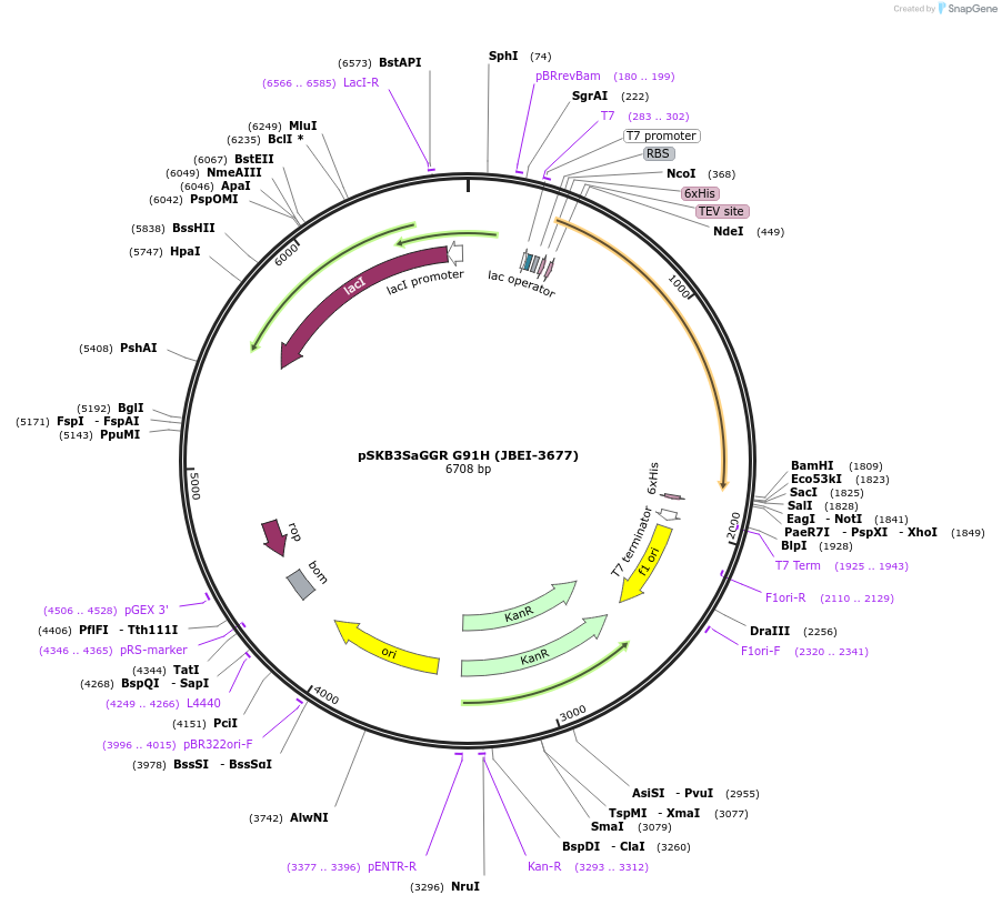 110148-plasmid-map-sequence-id-212815