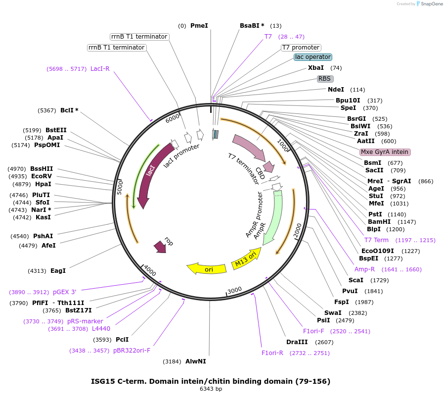 110760-plasmid-map-sequence-id-212818