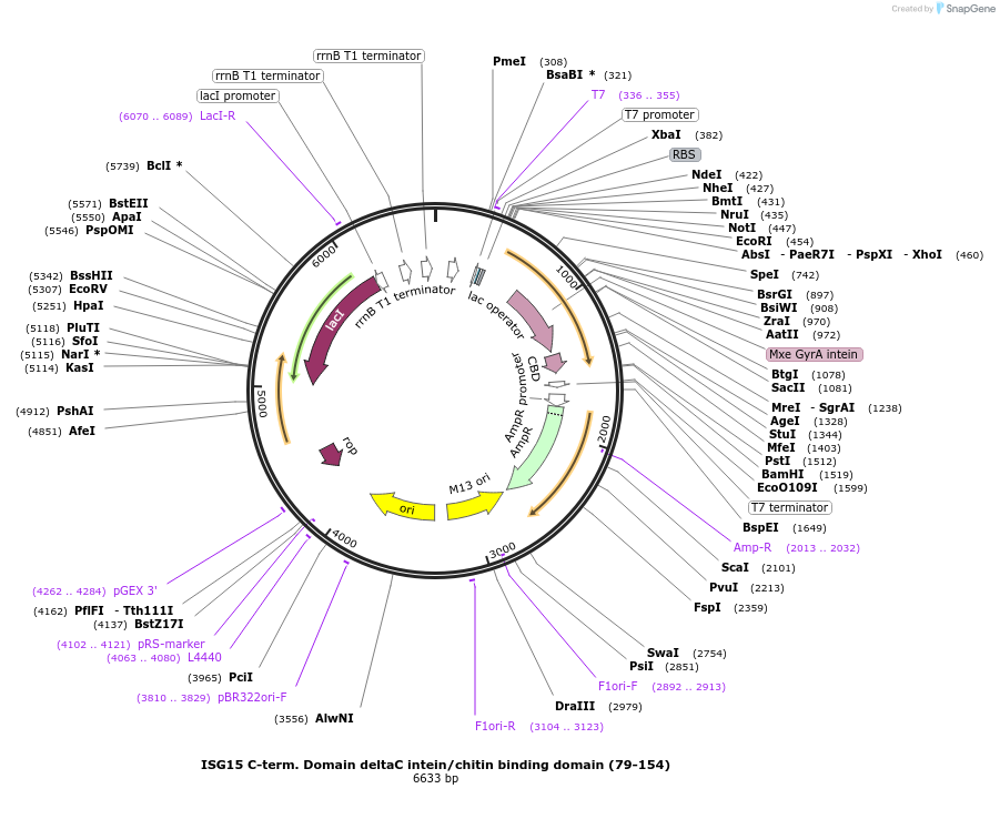 110761-plasmid-map-sequence-id-212819
