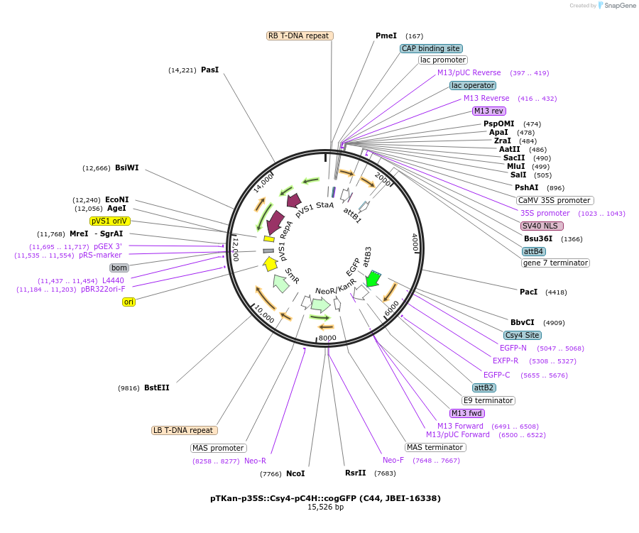 110144-plasmid-map-sequence-id-212847