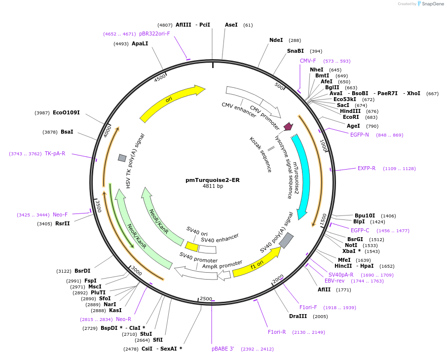36204-plasmid-map-sequence-id-212850