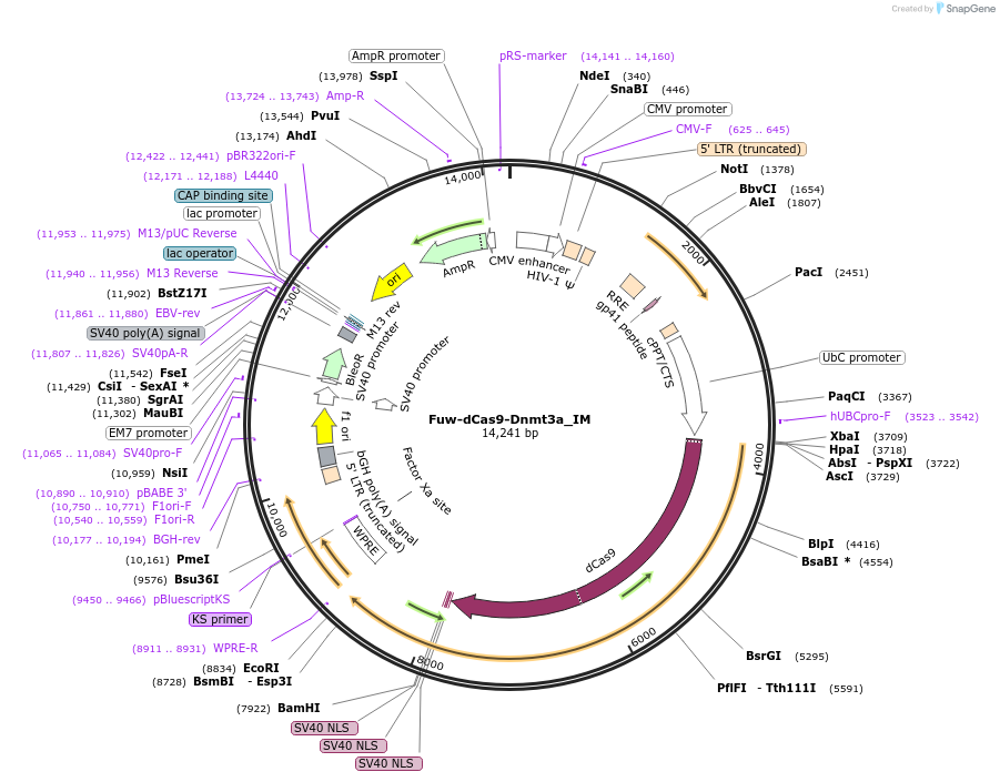 84478-plasmid-map-sequence-id-212851