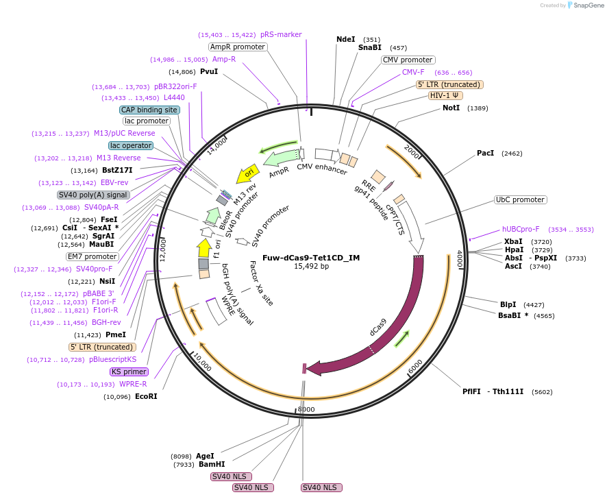 84479-plasmid-map-sequence-id-212854
