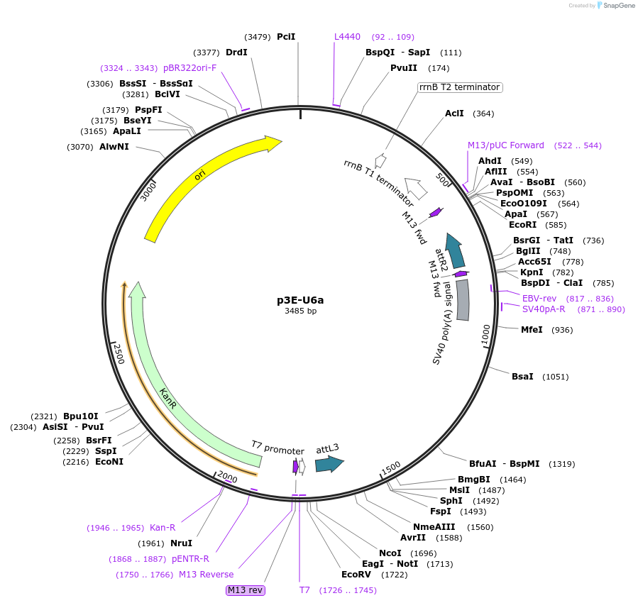 107593-plasmid-map-sequence-id-212861