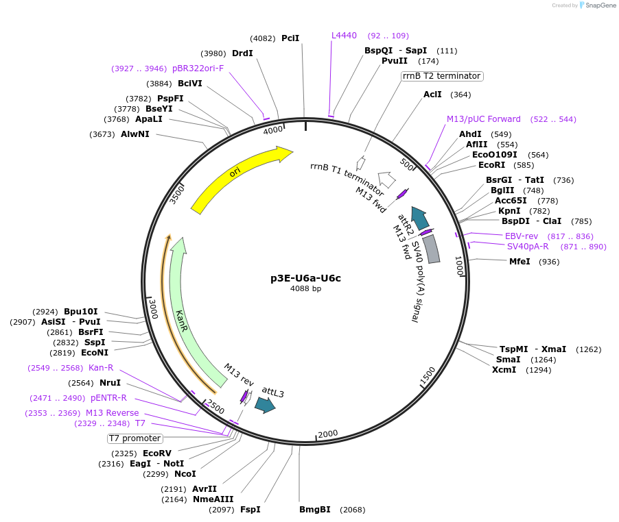 107599-plasmid-map-sequence-id-212875