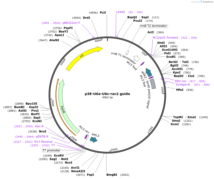 107600-plasmid-map-sequence-id-212880