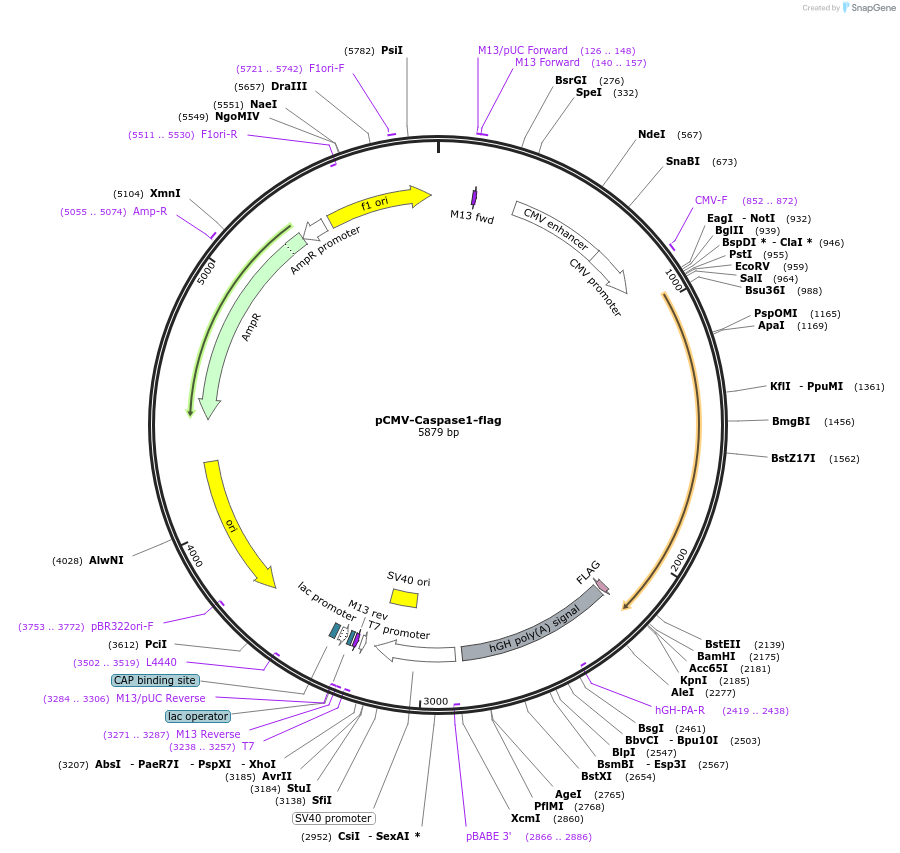 21142-plasmid-map-sequence-id-212884