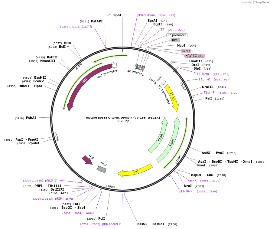 110765-plasmid-map-sequence-id-212886