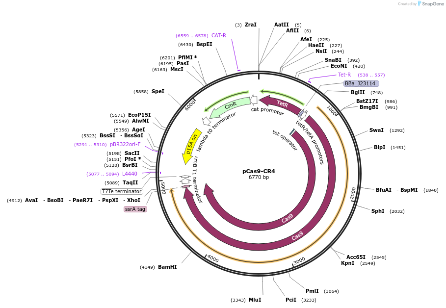 62655-plasmid-map-sequence-id-212888