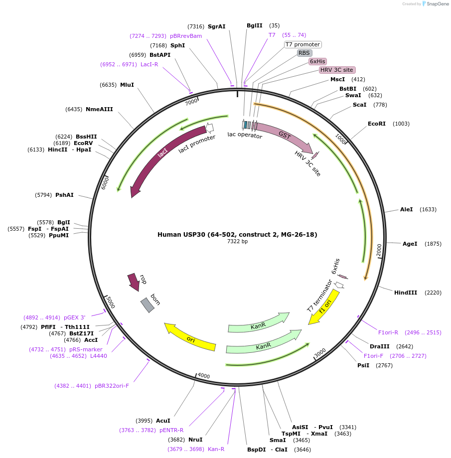110744-plasmid-map-sequence-id-212891
