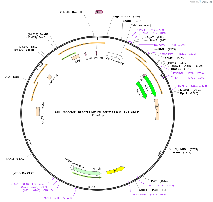 109428-plasmid-map-sequence-id-212894