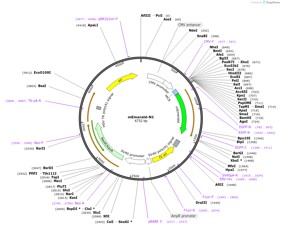 53976-plasmid-map-sequence-id-212898
