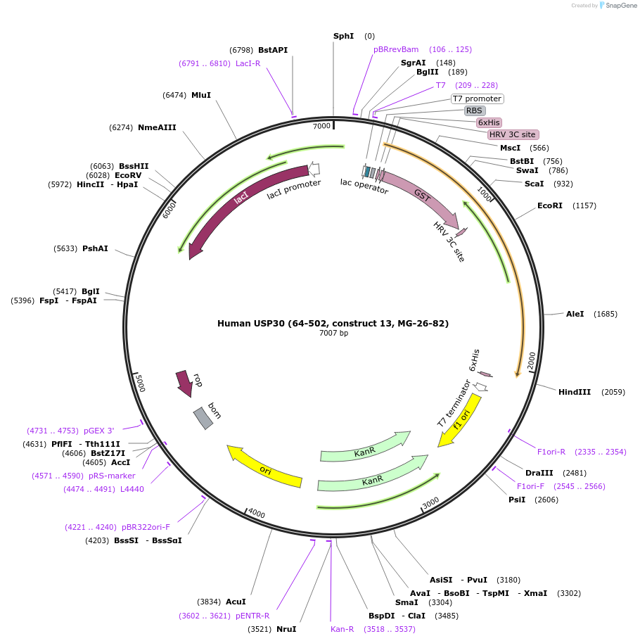 110746-plasmid-map-sequence-id-212899