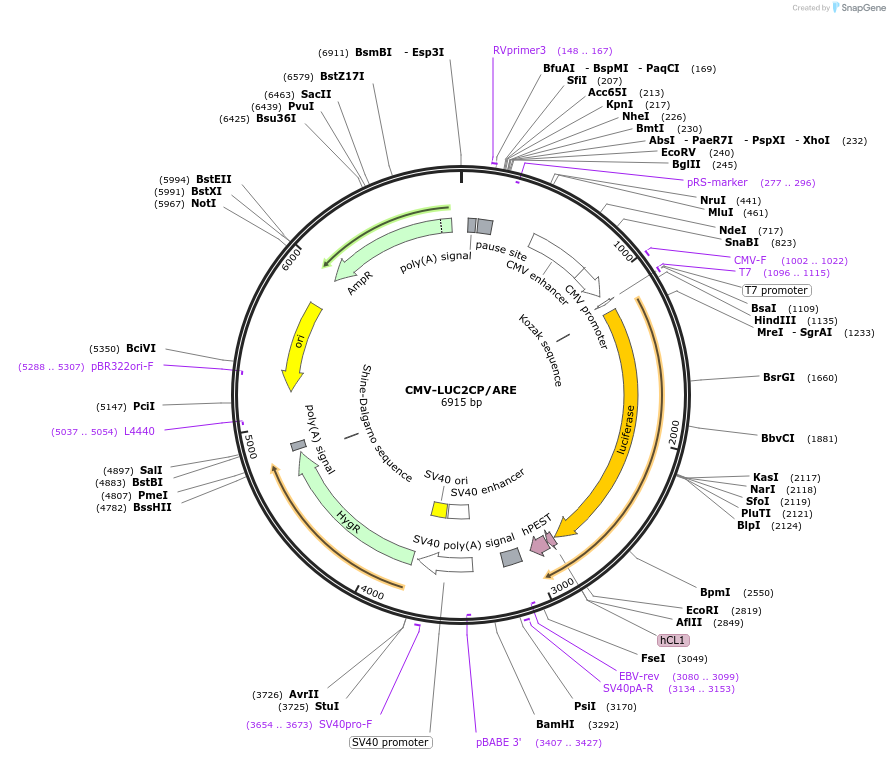 62857-plasmid-map-sequence-id-212900