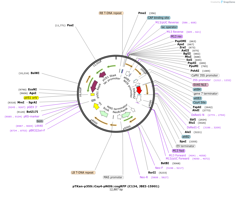110146-plasmid-map-sequence-id-212902