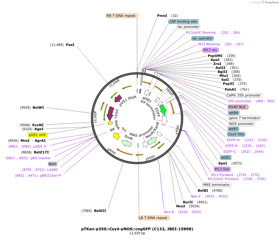 110145-plasmid-map-sequence-id-212904