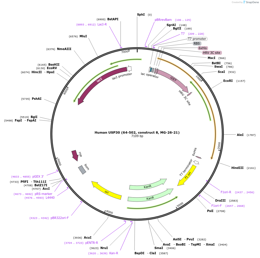 110745-plasmid-map-sequence-id-212910