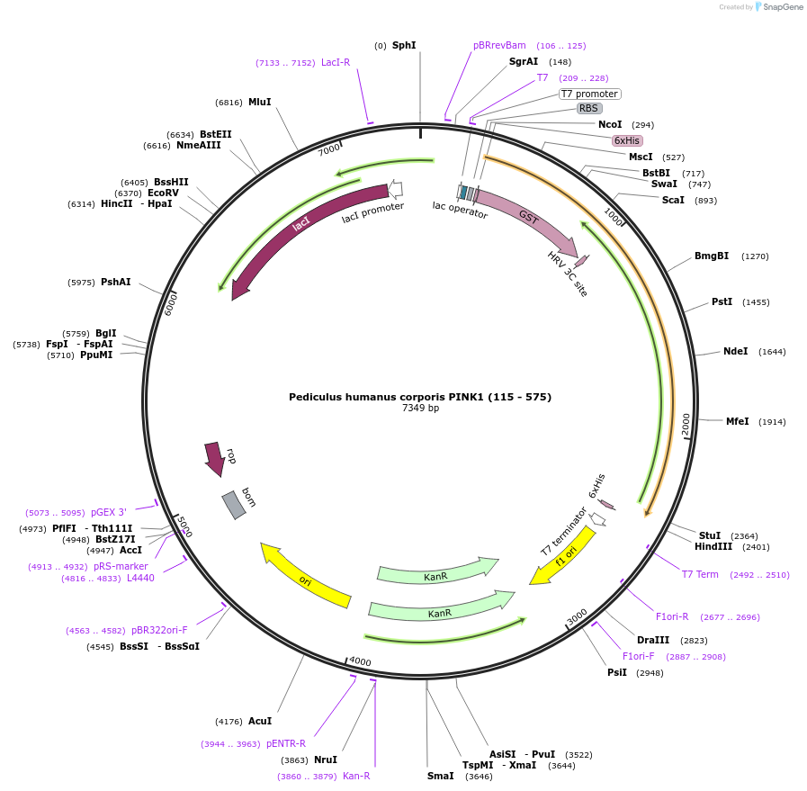 110750-plasmid-map-sequence-id-212914