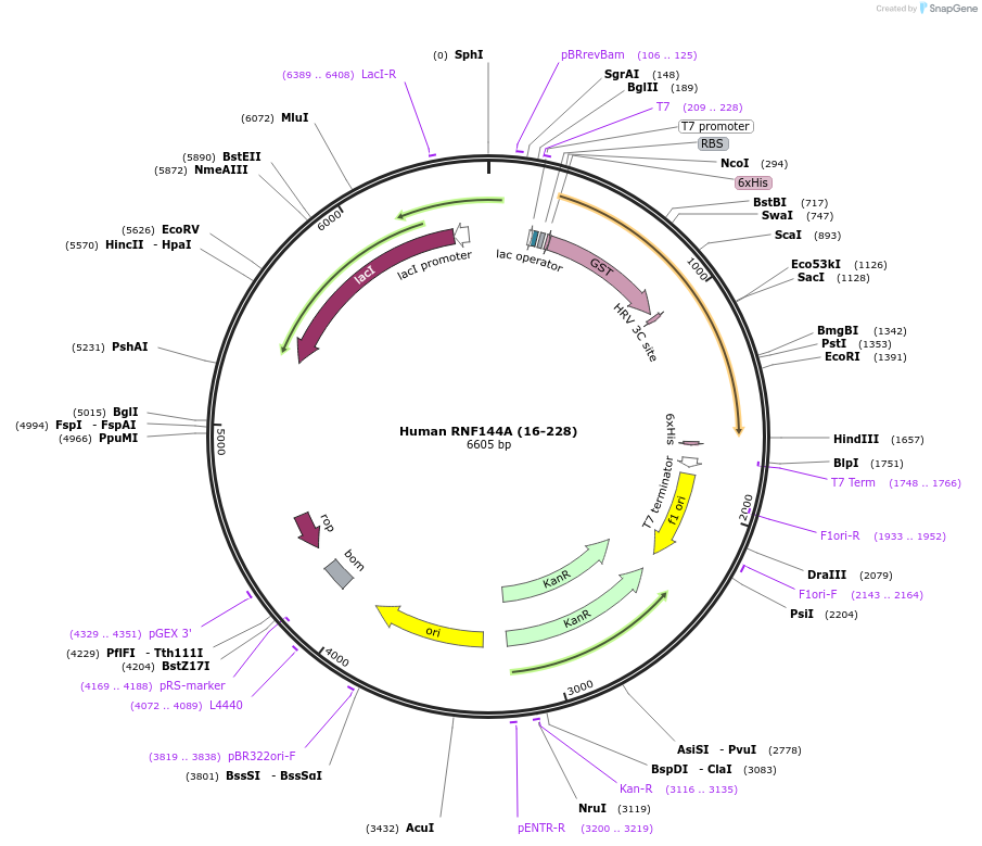 110752-plasmid-map-sequence-id-212915