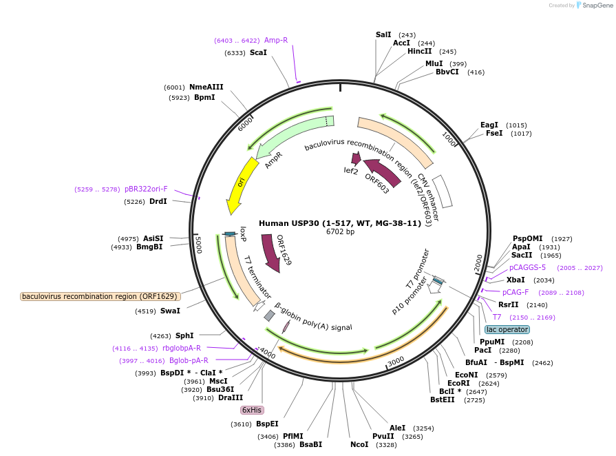 110748-plasmid-map-sequence-id-212921