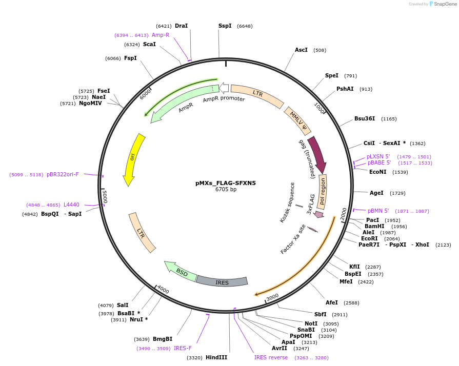 110639-plasmid-map-sequence-id-212922