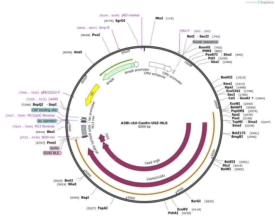 109426-plasmid-map-sequence-id-212924