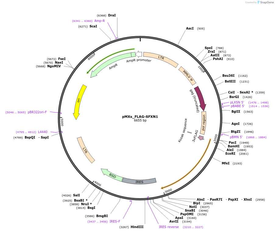 110634-plasmid-map-sequence-id-212925