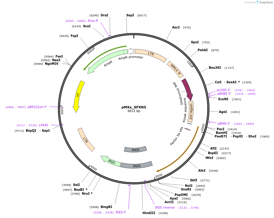 110640-plasmid-map-sequence-id-212928