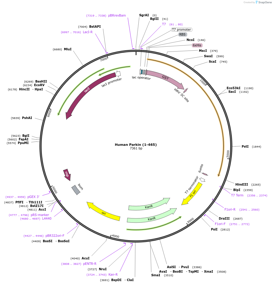 110758-plasmid-map-sequence-id-212933