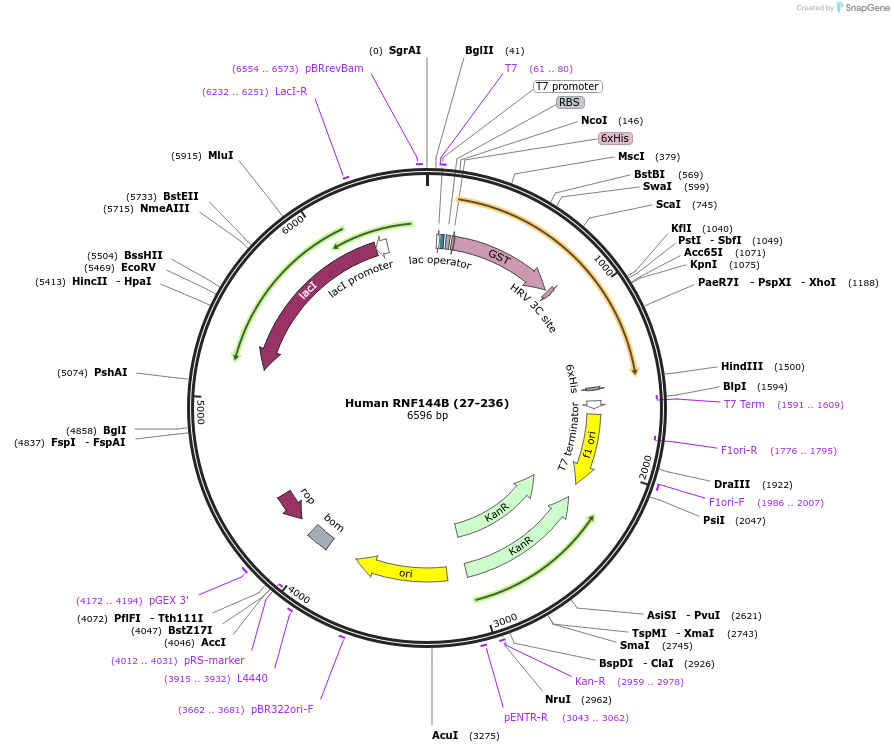 110753-plasmid-map-sequence-id-212937
