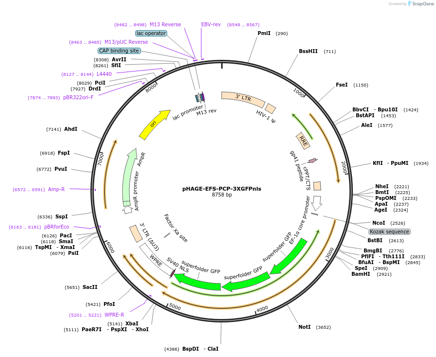 75385-plasmid-map-sequence-id-212938