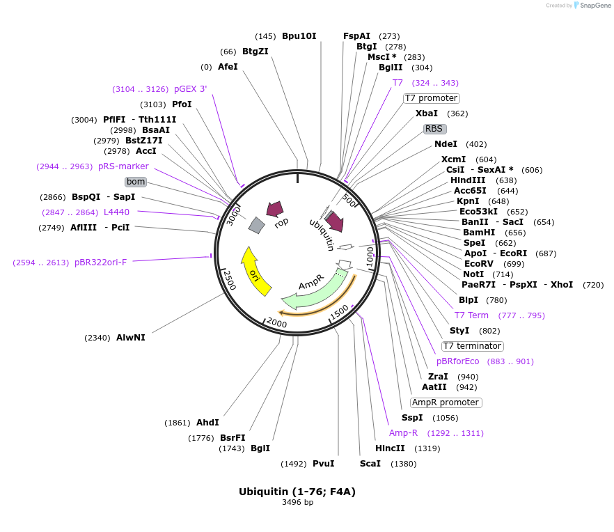 110757-plasmid-map-sequence-id-212941