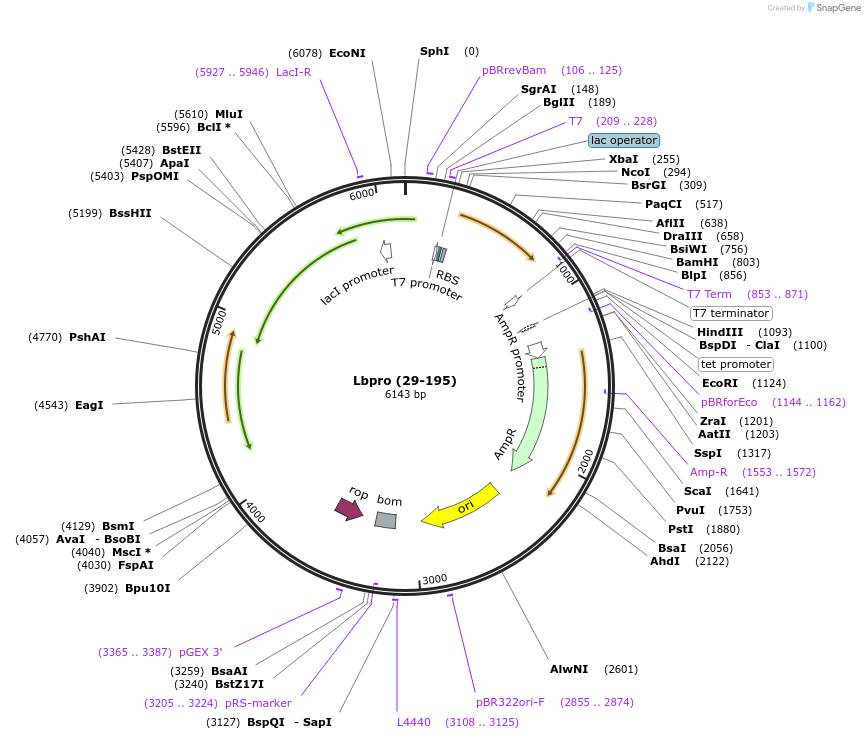 110759-plasmid-map-sequence-id-212944