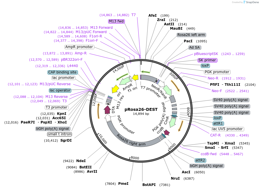 21189-plasmid-map-sequence-id-212954